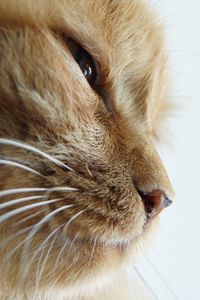 Preview wallpaper cat, face, whiskers, nose, eyes