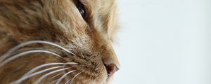 Preview wallpaper cat, face, whiskers, nose, eyes