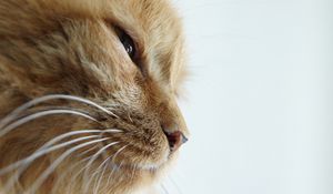 Preview wallpaper cat, face, whiskers, nose, eyes