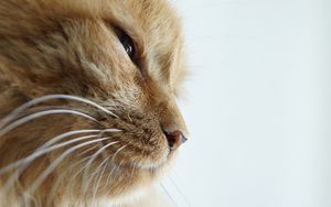 Preview wallpaper cat, face, whiskers, nose, eyes