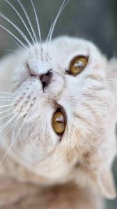Preview wallpaper cat, face, whiskers, nose, look, good
