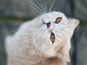 Preview wallpaper cat, face, whiskers, nose, look, good