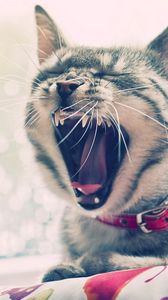 Preview wallpaper cat, face, yawn, collars