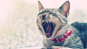 Preview wallpaper cat, face, yawn, collars