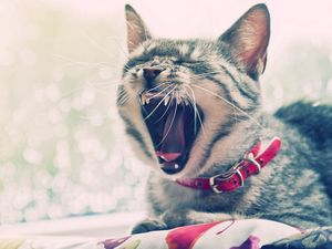 Preview wallpaper cat, face, yawn, collars