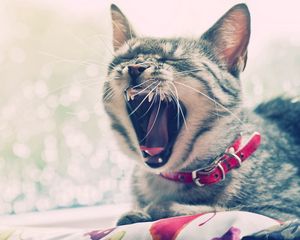 Preview wallpaper cat, face, yawn, collars