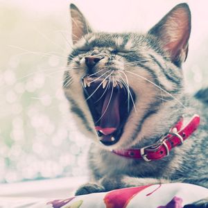 Preview wallpaper cat, face, yawn, collars