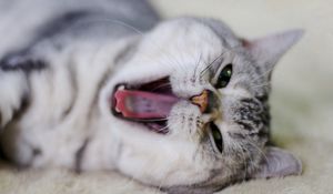 Preview wallpaper cat, face, yawn, nose, mouth