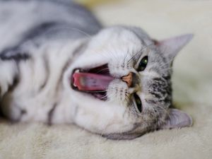 Preview wallpaper cat, face, yawn, nose, mouth