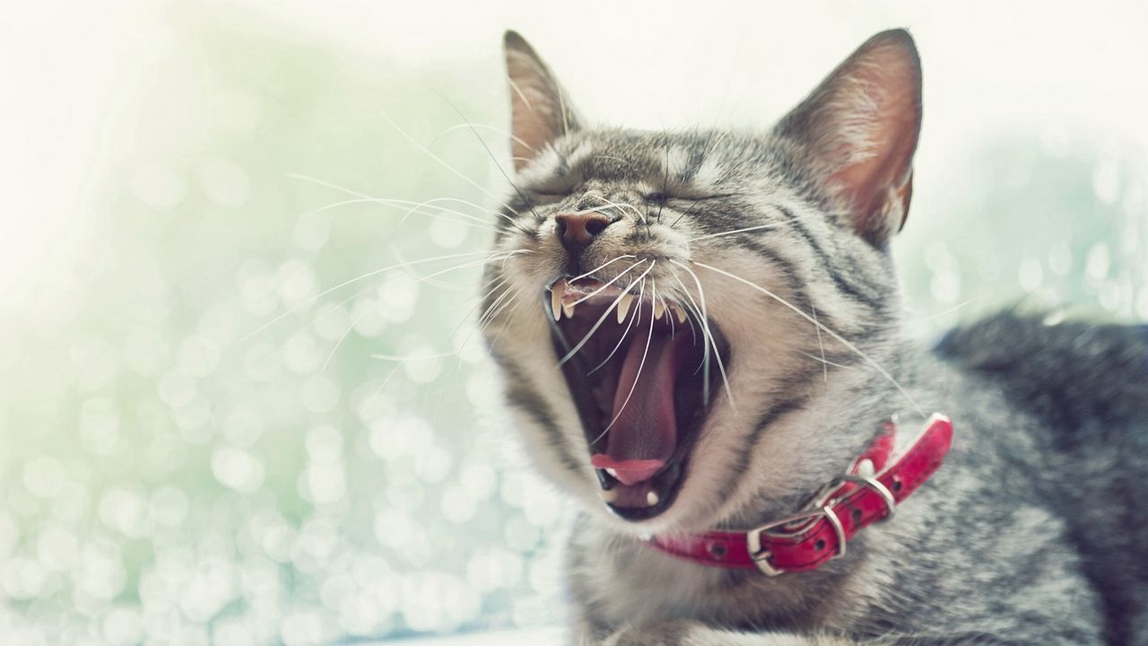 Wallpaper cat, face, yawn, collar, open mouth