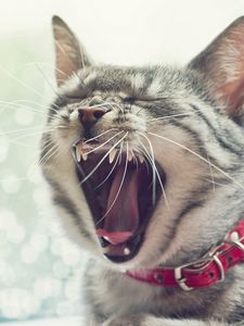 Preview wallpaper cat, face, yawn, collar, open mouth