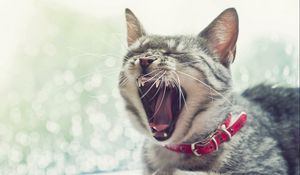 Preview wallpaper cat, face, yawn, collar, open mouth