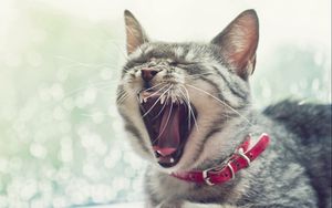 Preview wallpaper cat, face, yawn, collar, open mouth