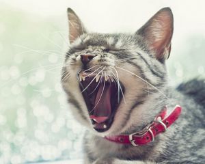 Preview wallpaper cat, face, yawn, collar, open mouth