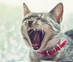 Preview wallpaper cat, face, yawn, collar, open mouth