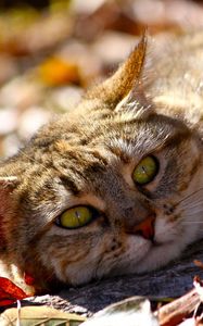 Preview wallpaper cat, fall, foliage, lie