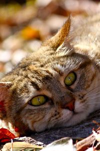 Preview wallpaper cat, fall, foliage, lie