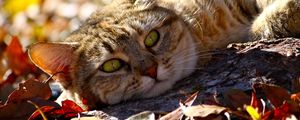 Preview wallpaper cat, fall, foliage, lie