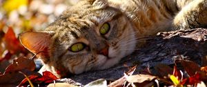 Preview wallpaper cat, fall, foliage, lie