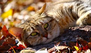 Preview wallpaper cat, fall, foliage, lie