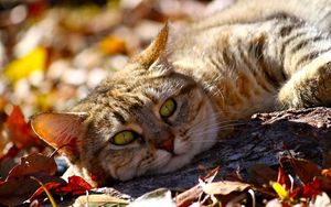 Preview wallpaper cat, fall, foliage, lie