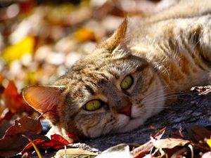 Preview wallpaper cat, fall, foliage, lie