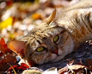 Preview wallpaper cat, fall, foliage, lie