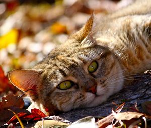 Preview wallpaper cat, fall, foliage, lie