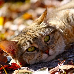 Preview wallpaper cat, fall, foliage, lie