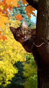 Preview wallpaper cat, fall, tree, maple, leaves, yellow, looks