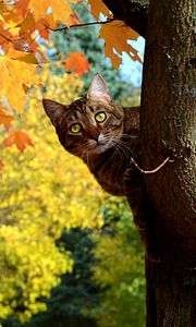 Preview wallpaper cat, fall, tree, maple, leaves, yellow, looks