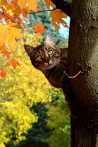 Preview wallpaper cat, fall, tree, maple, leaves, yellow, looks