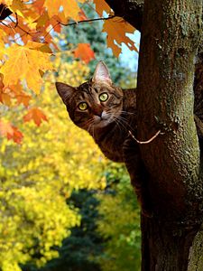 Preview wallpaper cat, fall, tree, maple, leaves, yellow, looks