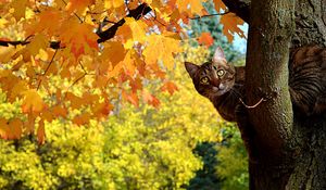 Preview wallpaper cat, fall, tree, maple, leaves, yellow, looks