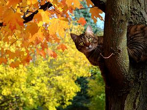 Preview wallpaper cat, fall, tree, maple, leaves, yellow, looks