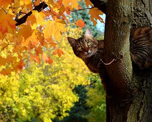 Preview wallpaper cat, fall, tree, maple, leaves, yellow, looks