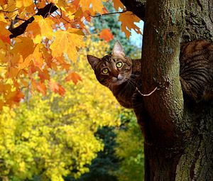 Preview wallpaper cat, fall, tree, maple, leaves, yellow, looks