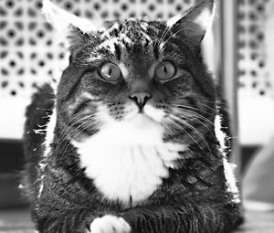 Preview wallpaper cat, fat, down, wool, room, floor, black and white