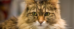 Preview wallpaper cat, fat, face, eyes