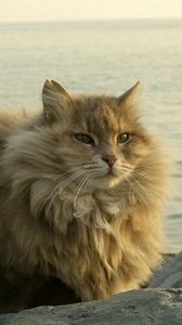 Preview wallpaper cat, fat, fluffy, sit, river