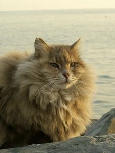 Preview wallpaper cat, fat, fluffy, sit, river
