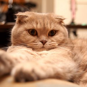 Preview wallpaper cat, fat, fluffy, lie