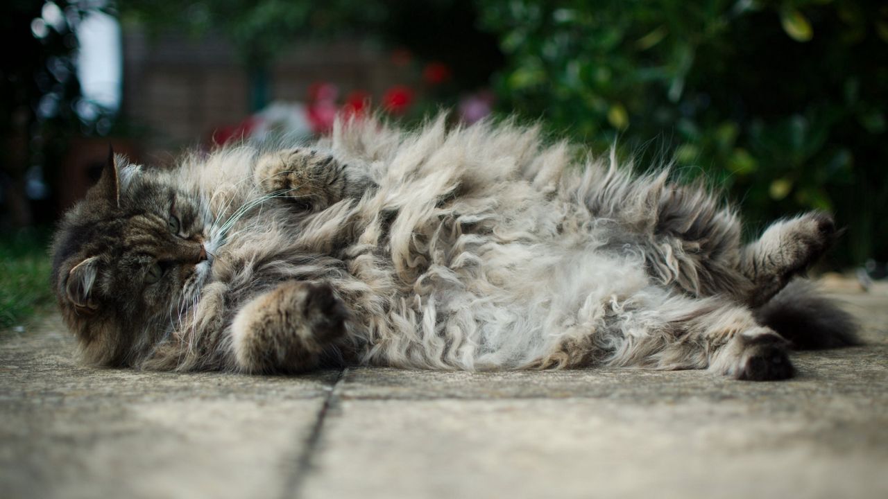 Wallpaper cat, fat, fluffy, down, playful