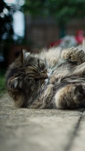 Preview wallpaper cat, fat, fluffy, down, playful