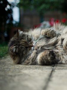 Preview wallpaper cat, fat, fluffy, down, playful