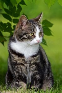 Preview wallpaper cat, fat, grass, sit