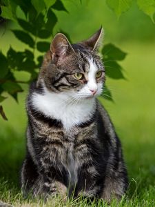 Preview wallpaper cat, fat, grass, sit