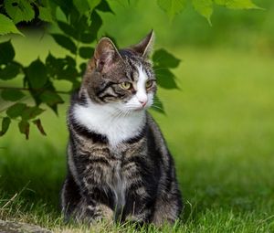 Preview wallpaper cat, fat, grass, sit