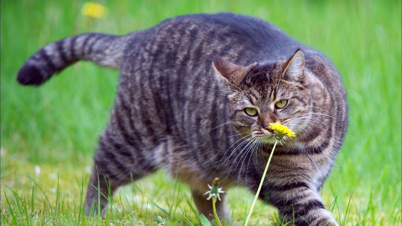 Wallpaper cat, fat, grass, smell, walk