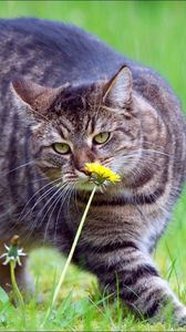 Preview wallpaper cat, fat, grass, smell, walk